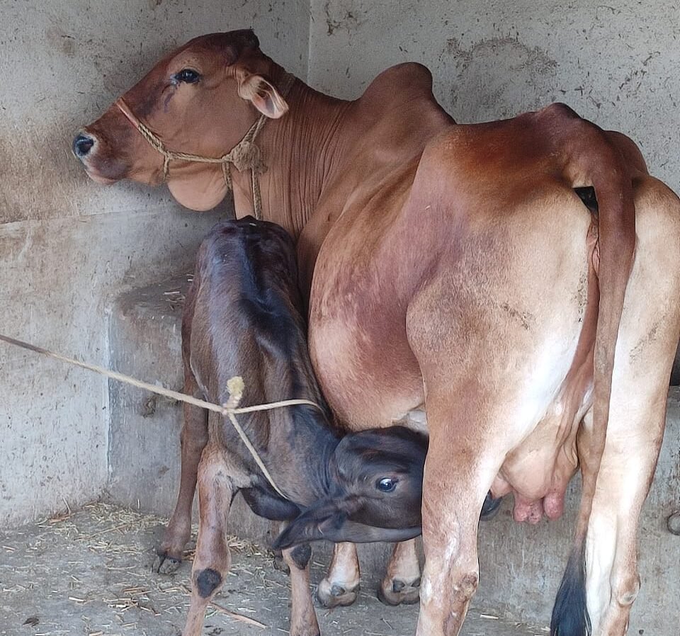 everettmission/cattle farming