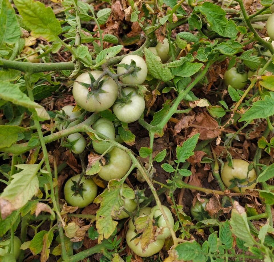 everett-mission/tomato/farming